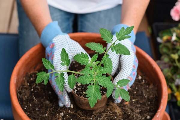 Les avantages de cultiver des tomates naines sur un balcon