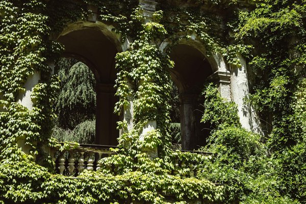 Quelles plantes grimpantes choisir pour couvrir une pergola en bois et offrir de l'ombre ?