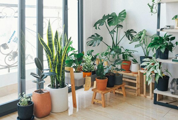 Quelles sont les meilleures plantes pour un jardin vertical en intérieur ?